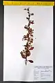 Berberis orthobotrys • زرشک راست‌خوشه
