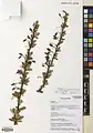 Berberis orthobotrys • زرشک راست‌خوشه