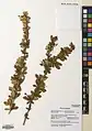 Berberis orthobotrys • زرشک راست‌خوشه
