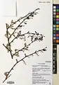 Berberis orthobotrys • زرشک راست‌خوشه