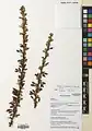 Berberis orthobotrys • زرشک راست‌خوشه