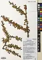 Berberis orthobotrys • زرشک راست‌خوشه