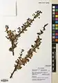 Berberis orthobotrys • زرشک راست‌خوشه