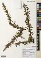 Berberis orthobotrys • زرشک راست‌خوشه