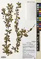 Berberis orthobotrys • زرشک راست‌خوشه