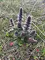 Ajuga orientalis • لبدیسی شرقی