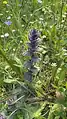 Ajuga orientalis • لبدیسی شرقی