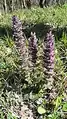 Ajuga orientalis • لبدیسی شرقی