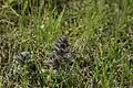 Ajuga orientalis • لبدیسی شرقی