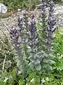 Ajuga orientalis • لبدیسی شرقی