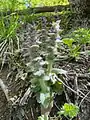 Ajuga orientalis • لبدیسی شرقی