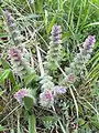Ajuga orientalis • لبدیسی شرقی
