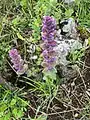 Ajuga orientalis • لبدیسی شرقی