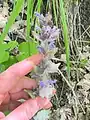 Ajuga orientalis • لبدیسی شرقی