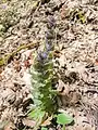 Ajuga orientalis • لبدیسی شرقی