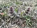 Ajuga orientalis • لبدیسی شرقی
