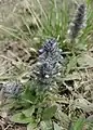 Ajuga orientalis • لبدیسی شرقی