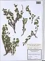 Scutellaria pinnatifida • بشقابی سنبلهای همدانی