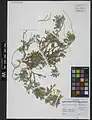 Scutellaria pinnatifida • بشقابی سنبلهای همدانی