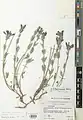 Scutellaria pinnatifida • بشقابی سنبلهای همدانی