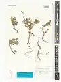 Scutellaria pinnatifida • بشقابی سنبلهای همدانی