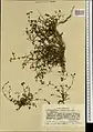 Scutellaria multicaulis • بشقابی پرساقه