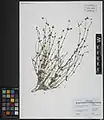 Scutellaria multicaulis • بشقابی پرساقه