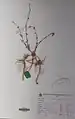 Scutellaria multicaulis • بشقابی پرساقه