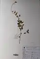 Scutellaria multicaulis • بشقابی پرساقه