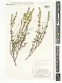 Scutellaria multicaulis • بشقابی پرساقه