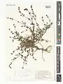Scutellaria multicaulis • بشقابی پرساقه