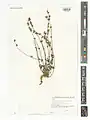 Scutellaria multicaulis • بشقابی پرساقه