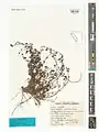 Scutellaria multicaulis • بشقابی پرساقه