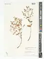 Nepeta curvidens • پونه‌سای دندان‌کمانی