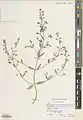 Nepeta curvidens • پونه‌سای دندان‌کمانی