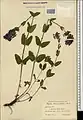 Nepeta speciosa • پونهسای تماشائی