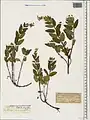 Nepeta speciosa • پونهسای تماشائی