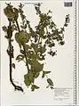 Nepeta speciosa • پونهسای تماشائی