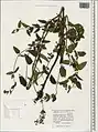 Nepeta speciosa • پونهسای تماشائی