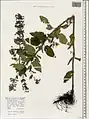 Nepeta speciosa • پونهسای تماشائی