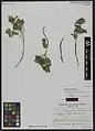 Corydalis chionophila • بهارک یخچالی