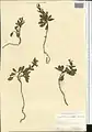 Corydalis chionophila • بهارک یخچالی