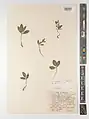 Corydalis chionophila • بهارک یخچالی