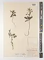 Corydalis chionophila • بهارک یخچالی
