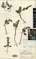 Corydalis chionophila • بهارک یخچالی