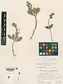 Corydalis chionophila • بهارک یخچالی