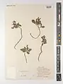 Corydalis aitchisonii • بهارک خراسانی