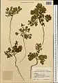 Corydalis verticillaris • بهارک فراهم گل‌درشت