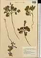Corydalis verticillaris • بهارک فراهم گل‌درشت
