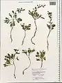 Corydalis verticillaris • بهارک فراهم گل‌درشت
